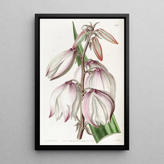 Sydenham Edwards - Superb Adams Needle.webp