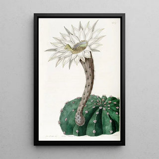 Sydenham Edwards - SweetScented Spicy Cactus.webp