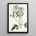 Verveine lilas douce - Sydenham Edwards — gerahmtes Bild an der Wand