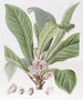 Galipea parfumée - Sydenham Edwards — Ansicht des Kunstwerks