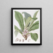 Galipea parfumée - Sydenham Edwards — gerahmtes Bild an der Wand