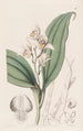 Orchis à cheveux doux - Sydenham Edwards — Ansicht des Kunstwerks
