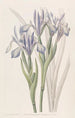 Iris doux - Sydenham Edwards — Ansicht des Kunstwerks