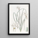 Leucocoryne doux - Sydenham Edwards — gerahmtes Bild an der Wand