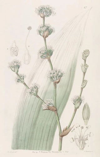 Sydenham Edwards - Sweetscented Spiralthread.webp