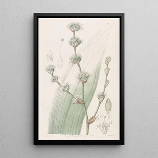 Sydenham Edwards - Sweetscented Spiralthread.webp