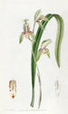 Cymbidium mit Schwertblättern - Sydenham Edwards — Ansicht des Kunstwerks