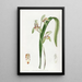 Cymbidium mit Schwertblättern - Sydenham Edwards — gerahmtes Bild an der Wand
