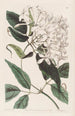 Jasmin à feuilles de tilleul - Sydenham Edwards — Ansicht des Kunstwerks