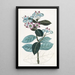 Calotropis haut - Sydenham Edwards — gerahmtes Bild an der Wand