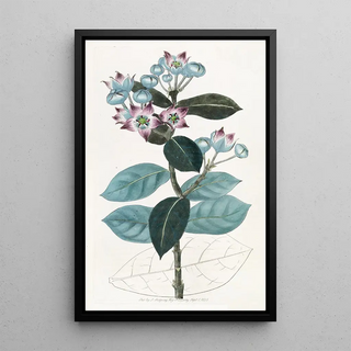 Sydenham Edwards - Tall Calotropis.webp