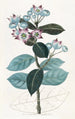 Calotropis haut - Sydenham Edwards — Ansicht des Kunstwerks
