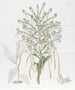 Habenaria haute - Sydenham Edwards — Ansicht des Kunstwerks