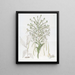 Habenaria haute - Sydenham Edwards — gerahmtes Bild an der Wand