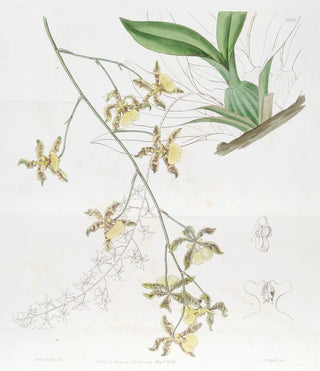 Sydenham Edwards - Tallest Oncidium.webp