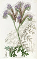 Phacelia à feuilles de tanaisie - Sydenham Edwards — Ansicht des Kunstwerks