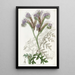 Phacelia à feuilles de tanaisie - Sydenham Edwards — gerahmtes Bild an der Wand