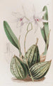 Laelia effilée - Sydenham Edwards — Ansicht des Kunstwerks