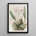 Laelia effilée - Sydenham Edwards — gerahmtes Bild an der Wand