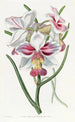 Vanda mit schmalen Blättern - Sydenham Edwards — Ansicht des Kunstwerks