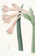 Coburgia Fauve - Sydenham Edwards — Ansicht des Kunstwerks