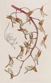 Gongora à fleurs fauves - Sydenham Edwards — Ansicht des Kunstwerks