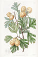 L'épine d'Aronia - Sydenham Edwards — Ansicht des Kunstwerks