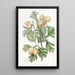 L'épine d'Aronia - Sydenham Edwards — gerahmtes Bild an der Wand