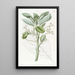 L'avocatier - Sydenham Edwards — gerahmtes Bild an der Wand