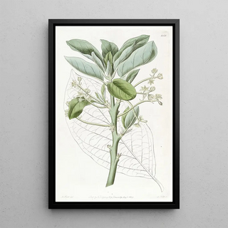 Sydenham Edwards - The Avocado Pear.webp