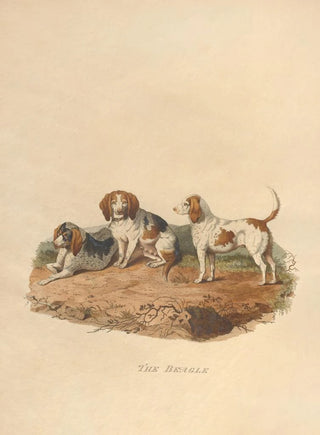 Sydenham Edwards - The Beagle.webp