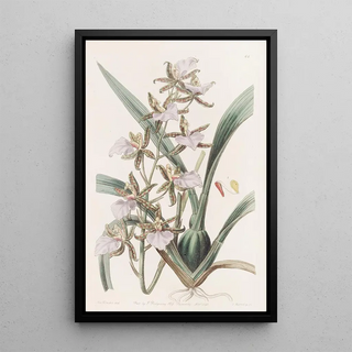 Sydenham Edwards - The Bicton Toothtongue.webp