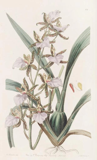 Sydenham Edwards - The Bicton Toothtongue.webp