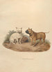 Der Bulldog - Sydenham Edwards — Ansicht des Kunstwerks