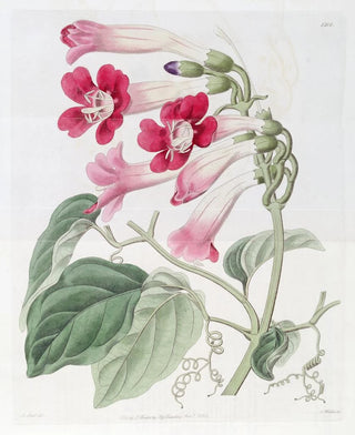 Sydenham Edwards - The Cherere Bignonia.webp