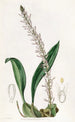 Le bolbophyllum coco - Sydenham Edwards — Ansicht des Kunstwerks