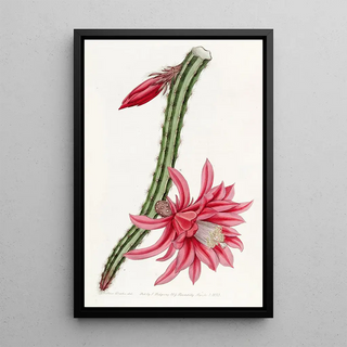 Sydenham Edwards - The Crimson Creeping Cereus.webp
