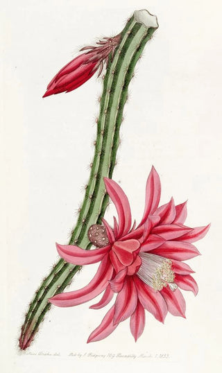 Sydenham Edwards - The Crimson Creeping Cereus.webp