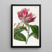 Le lys du Japon cramoisi - Sydenham Edwards — gerahmtes Bild an der Wand