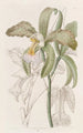 La cattleya à lèvres rugueuses du duc de Bedford - Sydenham Edwards — Ansicht des Kunstwerks