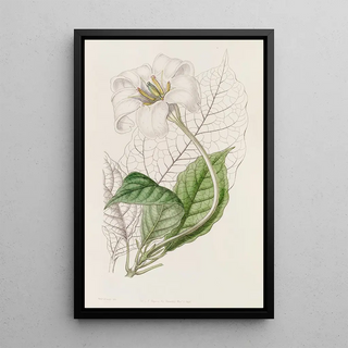 Sydenham Edwards - The Duke of Devonshires Gardenia.webp