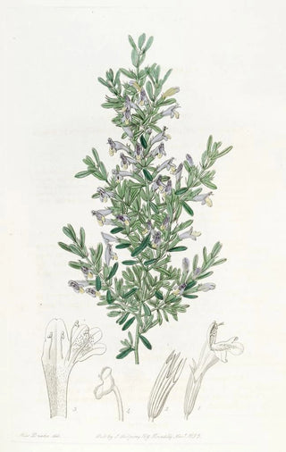 Sydenham Edwards - The Gillies Gardoquia.webp