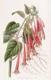 La fuchsia éclatante - Sydenham Edwards — Ansicht des Kunstwerks
