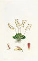 La pleurothallis de Groby - Sydenham Edwards — Ansicht des Kunstwerks