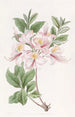 L'Azalée Blush Highclere - Sydenham Edwards — Ansicht des Kunstwerks