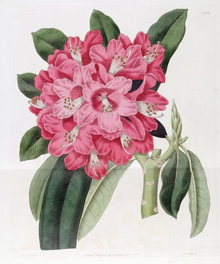 Sydenham Edwards - The Highclere Rhododendron.webp