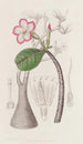Le Buisson Honghel - Sydenham Edwards — Ansicht des Kunstwerks