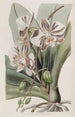 Die Pflanze Schmetterling Indische - Sydenham Edwards — Ansicht des Kunstwerks