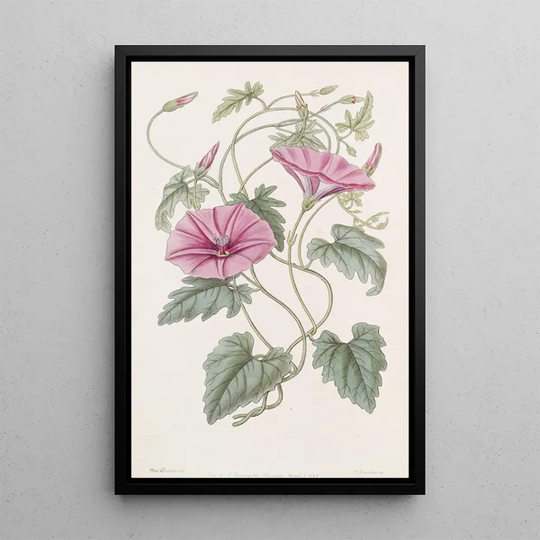 Sydenham Edwards - The Italian Bindweed.webp