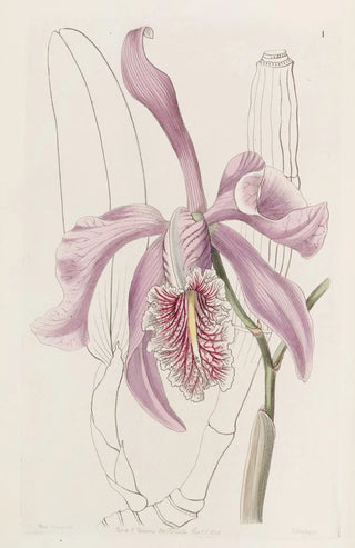 Sydenham Edwards - The Larger Cattleya.webp